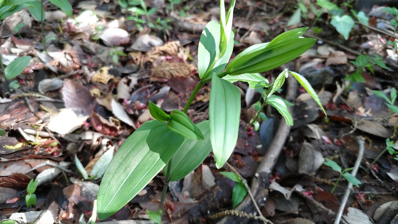 ホウチャクソウ 横浜市旭区希望が丘水の森公園