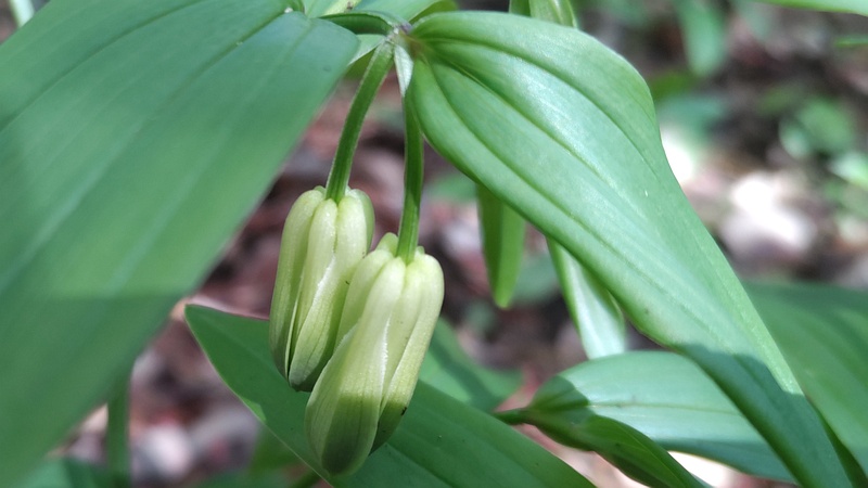 ホウチャクソウの花 横浜市旭区希望が丘水の森公園