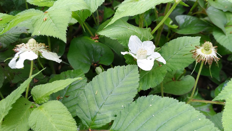 クサイチゴの花 横浜市旭区希望が丘水の森公園