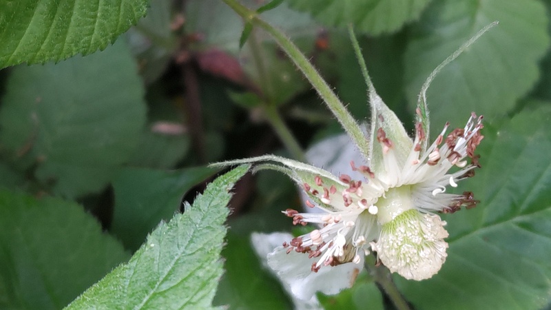 クサイチゴの花 横浜市旭区希望が丘水の森公園