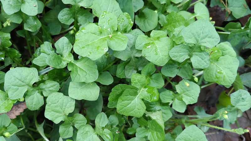 ヤブタビラコ 横浜市旭区希望が丘水の森公園
