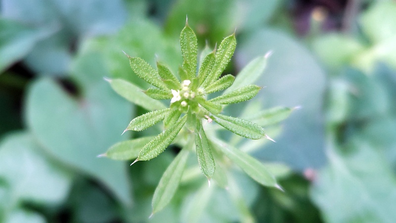 ヤエムグラ 横浜市旭区希望が丘水の森公園