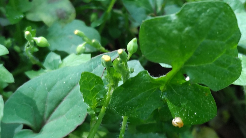 ヤブタビラコの蕾 横浜市旭区希望が丘水の森公園