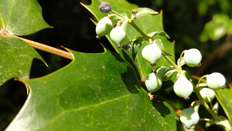 ヒイラギナンテンの果実 横浜市旭区希望が丘水の森公園
