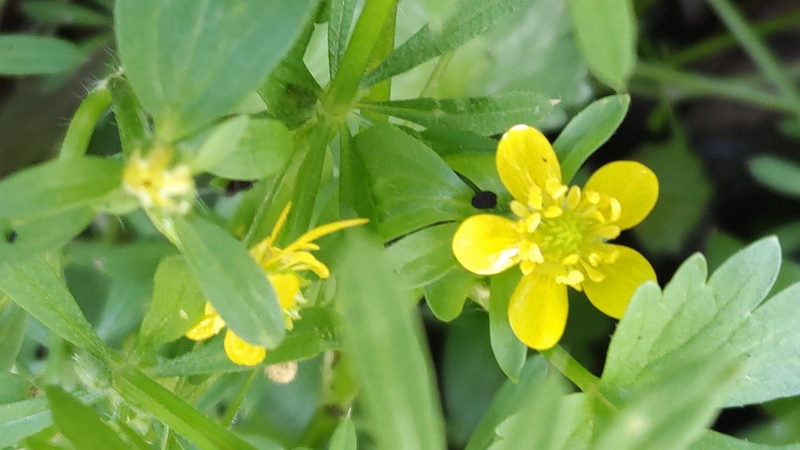 キツネノボタンの花 横浜市旭区希望が丘水の森公園