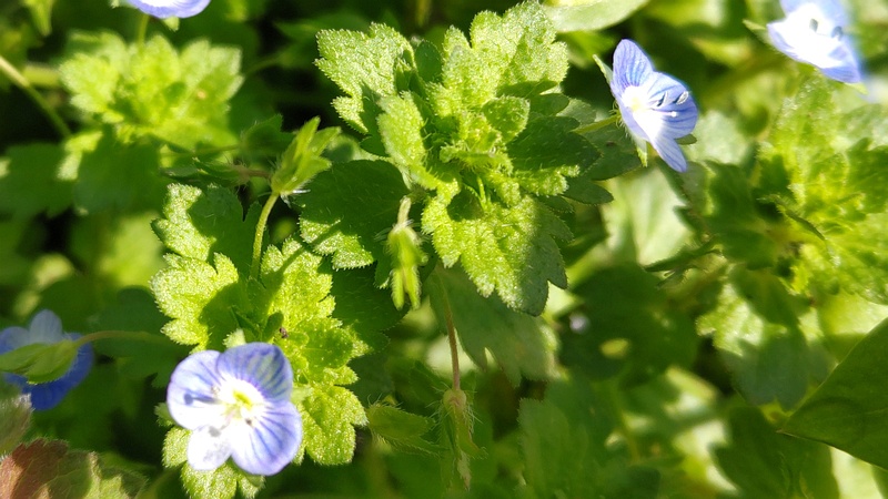 オオイヌノフグリの花 横浜市旭区希望が丘水の森公園