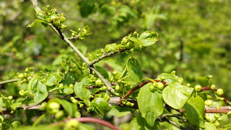ニシキギの蕾 横浜市旭区希望が丘水の森公園