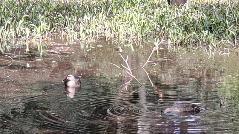 カルガモ 横浜市旭区希望が丘水の森公園