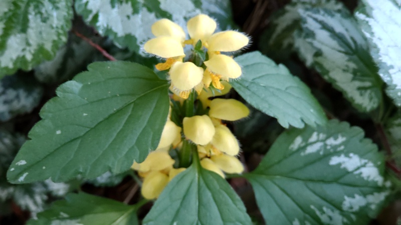 キバナオドリコソウの花 横浜市旭区希望が丘水の森公園