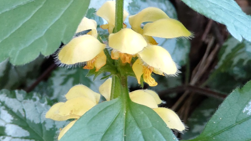 キバナオドリコソウの花 横浜市旭区希望が丘水の森公園