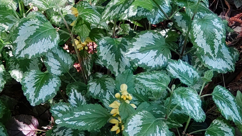 キバナオドリコソウの花 横浜市旭区希望が丘水の森公園