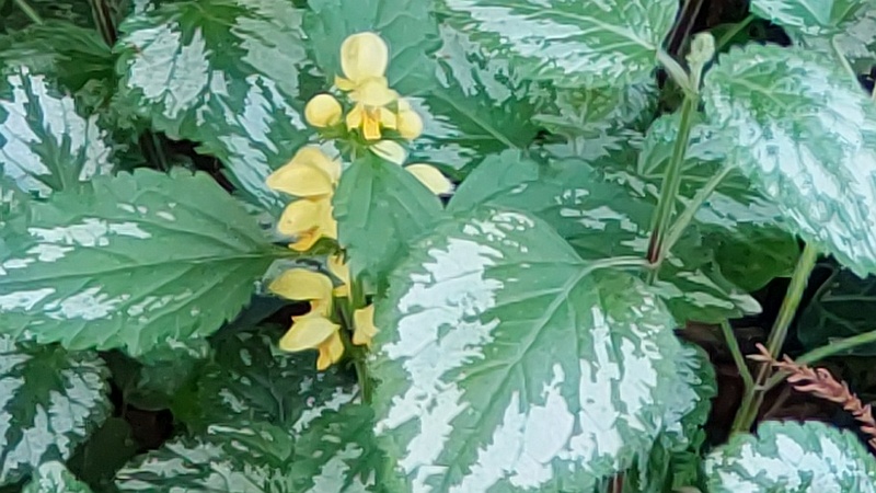 キバナオドリコソウの花 横浜市旭区希望が丘水の森公園