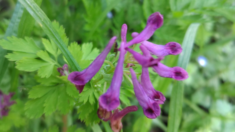 ムラサキケマンの花 横浜市旭区希望が丘水の森公園