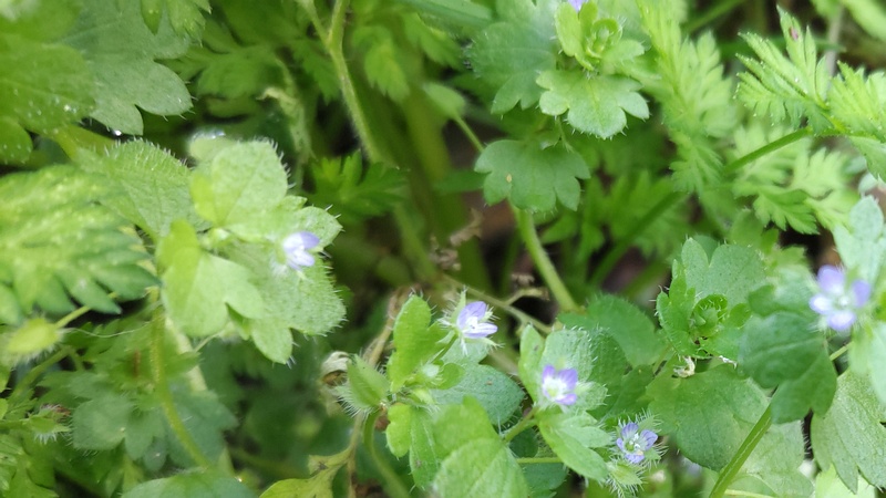 フラサバソウの花 横浜市旭区希望が丘水の森公園