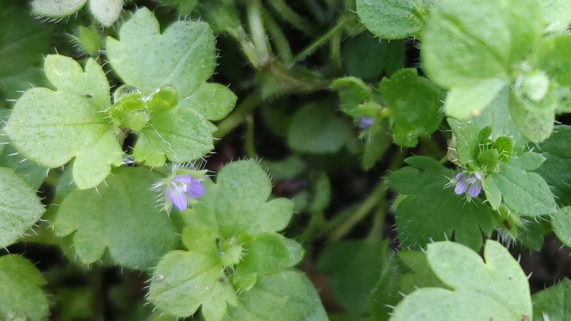 フラサバソウの花 横浜市旭区希望が丘水の森公園