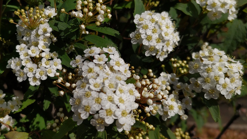 コデマリの花 横浜市旭区中希望が丘