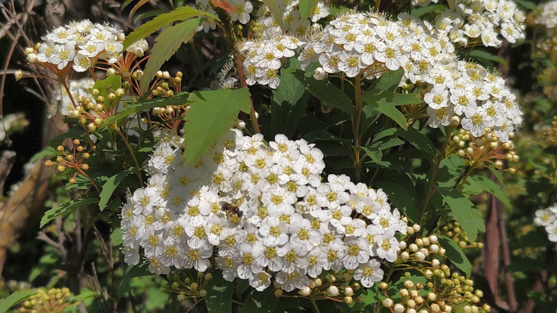 コデマリの花 横浜市旭区中希望が丘