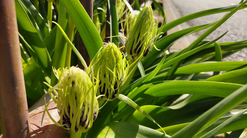 オオツルボの蕾 横浜市旭区中希望が丘