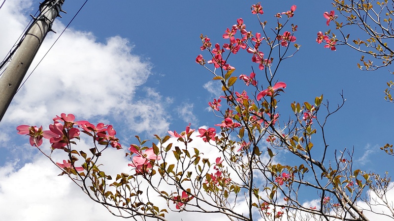 ハナミズキの花 横浜市旭区中希望が丘