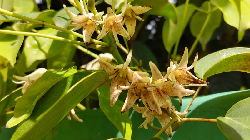 ムベの花 横浜市旭区中希望が丘