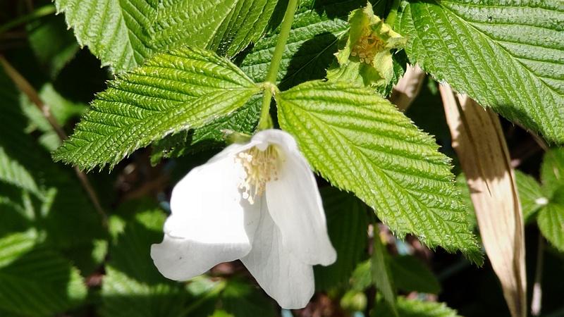 シロヤマブキの花 横浜市旭区中希望が丘