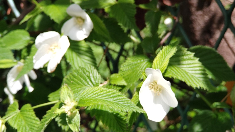 シロヤマブキの花 横浜市旭区中希望が丘