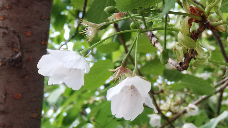 オオシマザクラの果実 横浜市瀬谷区長屋門公園