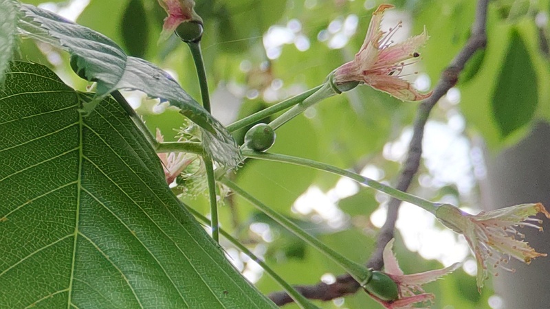 オオシマザクラの果実 横浜市瀬谷区長屋門公園