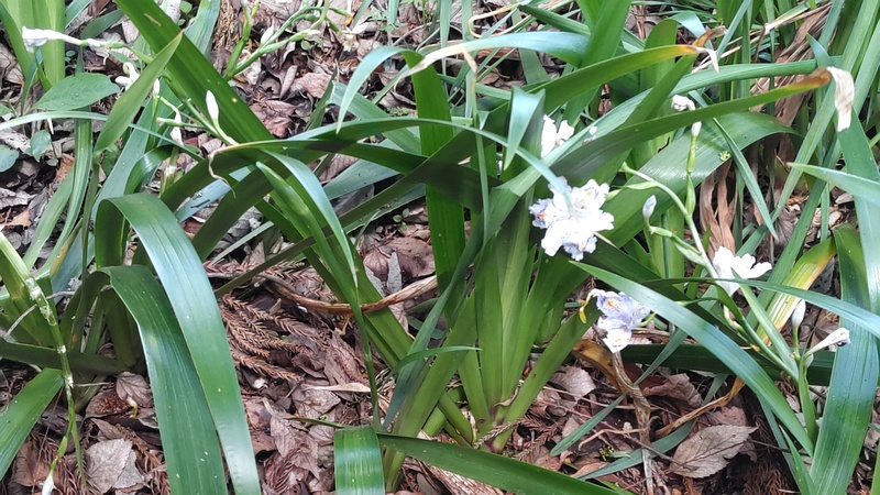 シャガの花 横浜市瀬谷区長屋門公園