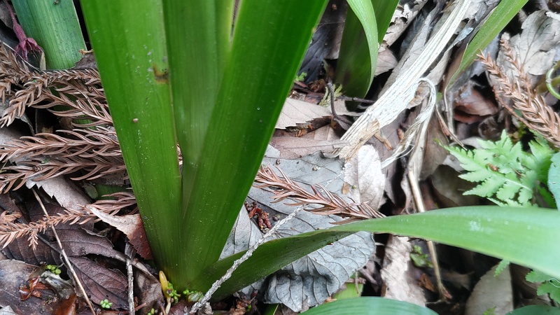 シャガ 横浜市瀬谷区長屋門公園
