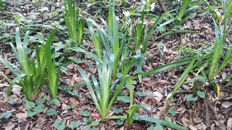 シャガ 横浜市瀬谷区長屋門公園
