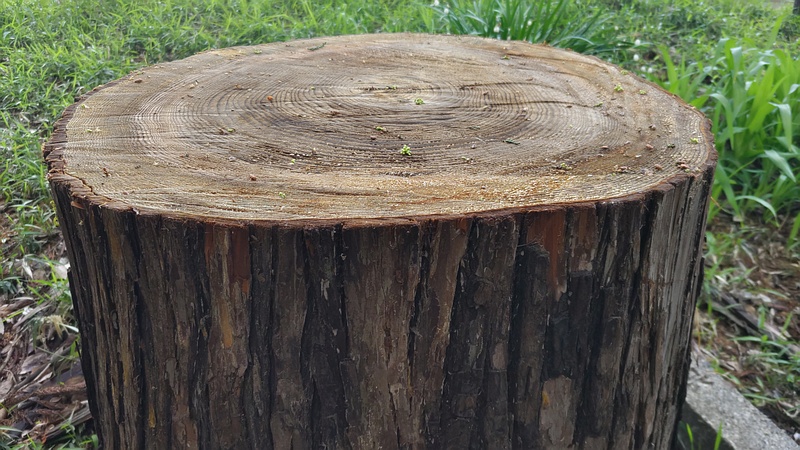 スギの切株 横浜市瀬谷区長屋門公園