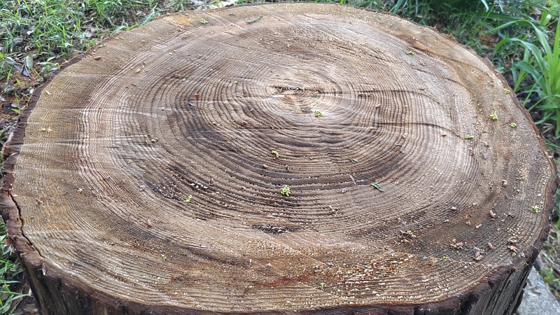 スギの切株 横浜市瀬谷区長屋門公園