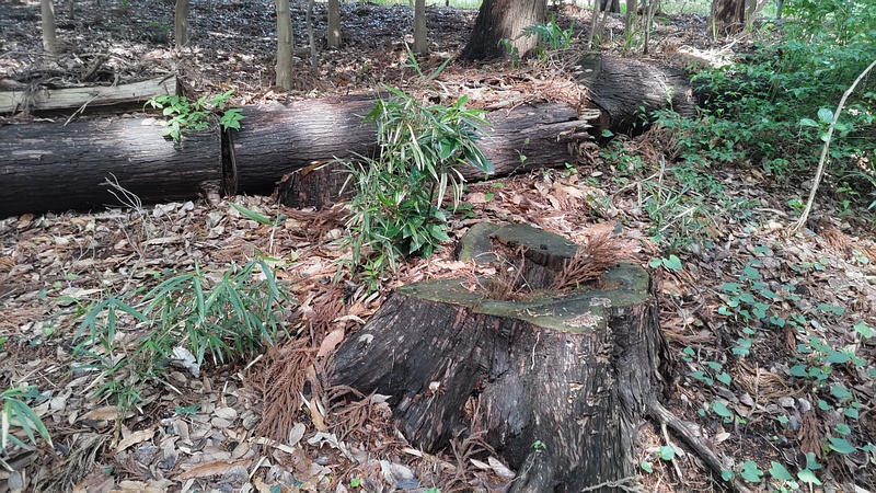 スギの切株 横浜市瀬谷区長屋門公園