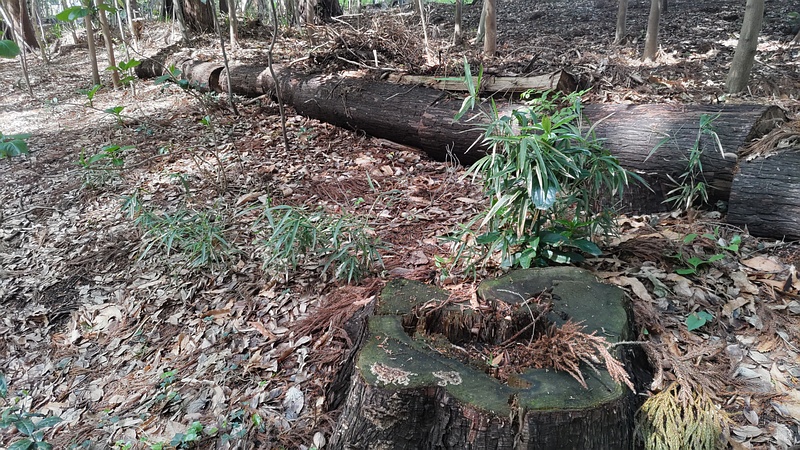 スギの切株 横浜市瀬谷区長屋門公園