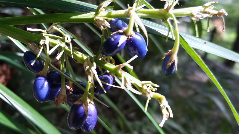 ノシランの果実 横浜市瀬谷区長屋門公園