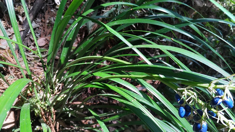 ノシランの果実 横浜市瀬谷区長屋門公園