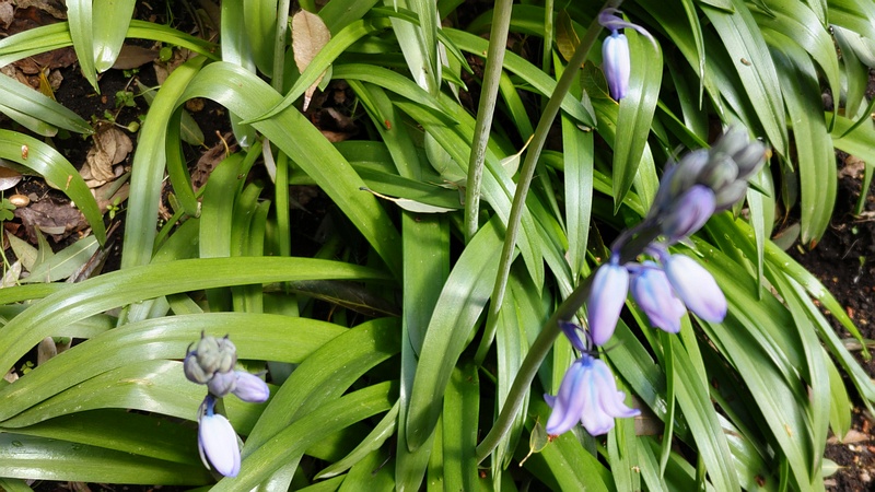 ツリガネズイセンの花 横浜市瀬谷区長屋門公園