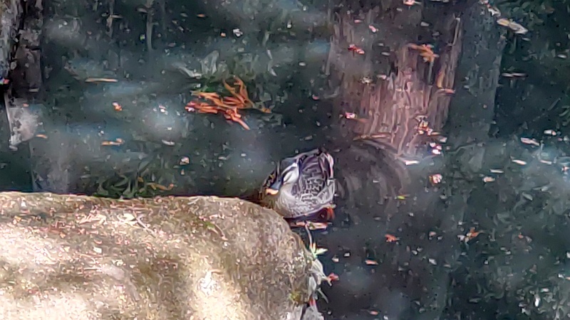 カルガモ 横浜市瀬谷区長屋門公園
