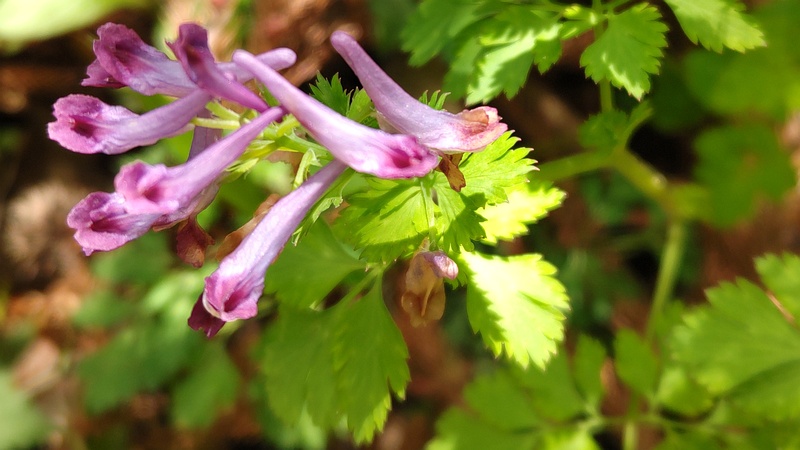 ムラサキケマンの花 横浜市瀬谷区長屋門公園