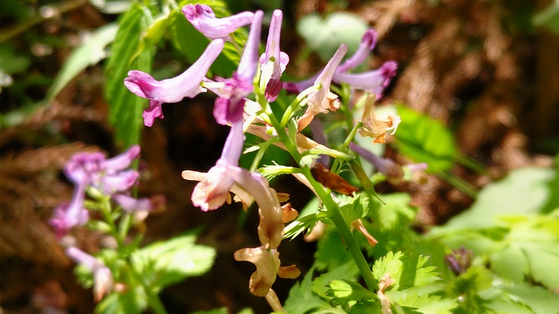 ムラサキケマンの花 横浜市瀬谷区長屋門公園
