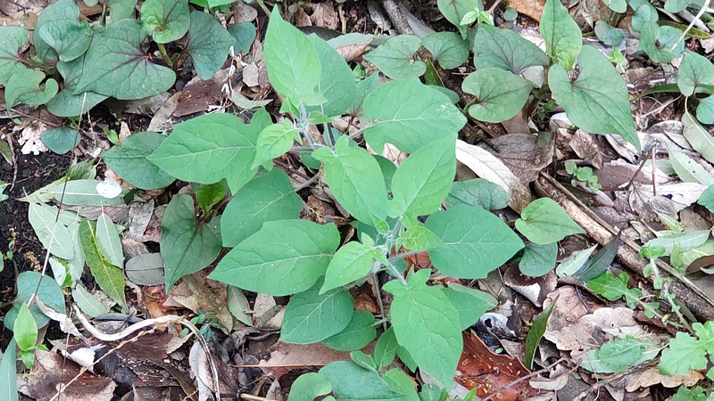 ヒヨドリジョウゴ 横浜市瀬谷区長屋門公園