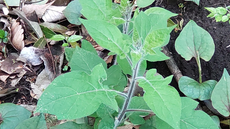 ヒヨドリジョウゴ 横浜市瀬谷区長屋門公園
