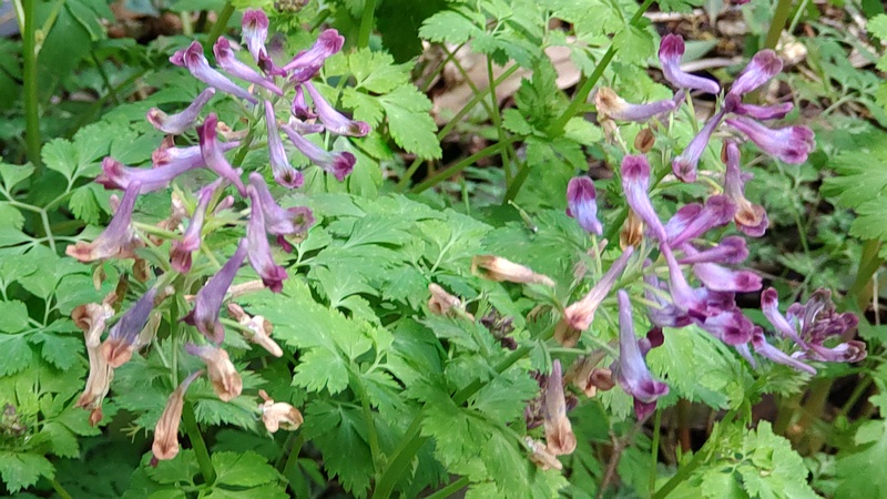 ムラサキケマンの花 横浜市瀬谷区長屋門公園