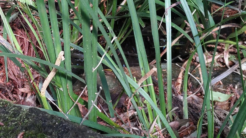 セキショウの花 横浜市瀬谷区長屋門公園