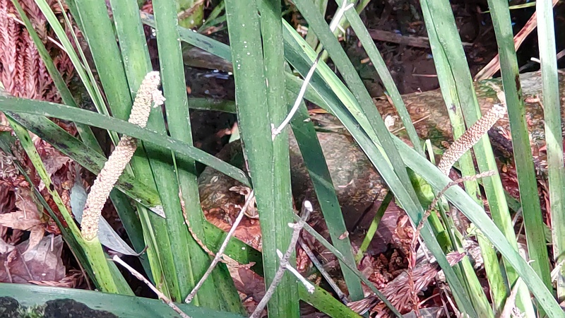 セキショウの花 横浜市瀬谷区長屋門公園