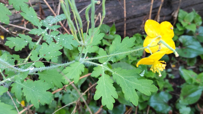 クサノオウの花と果実 横浜市瀬谷区長屋門公園