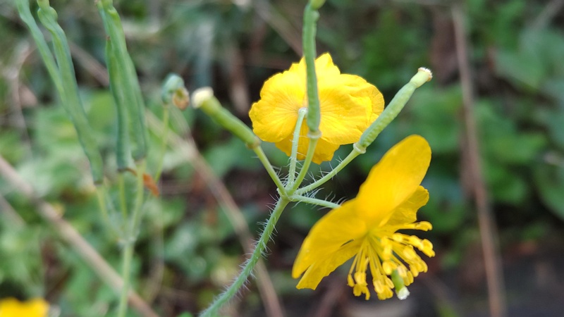 クサノオウの花と果実 横浜市瀬谷区長屋門公園