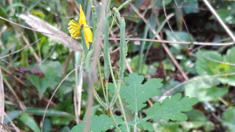 クサノオウの花と果実 横浜市瀬谷区長屋門公園