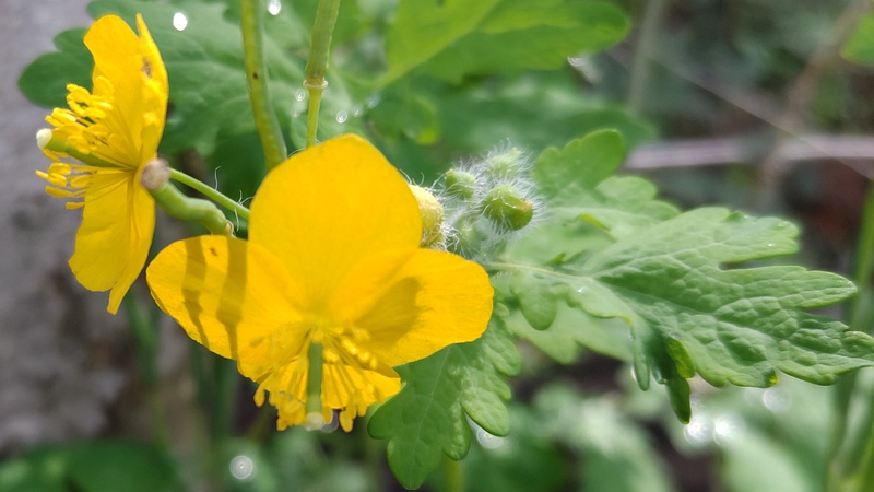 クサノオウの花と果実 横浜市瀬谷区長屋門公園